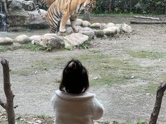 -上海野生动物园老虎餐厅