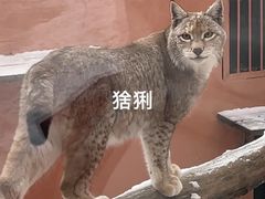 -青藏高原野生动物园