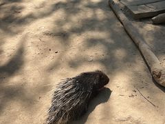 -青藏高原野生动物园