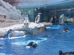 -帝企鹅自助餐厅•儿童岛•真企鹅(长隆企鹅酒店)