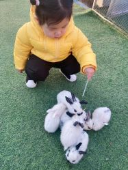 -萌宠亲子动物乐园(槐房万达店)