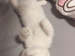 -佳雯宠物医院(金华南路分院)