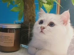 -欣宠猫屋·矮脚拿破仑·蓝金金渐层