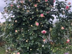 -三圣花乡旅游区