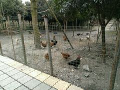 -水岸庭院·乡村柴火鸡