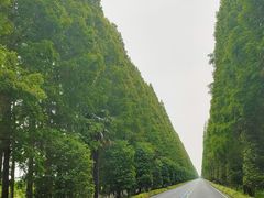 -黄海国家森林公园