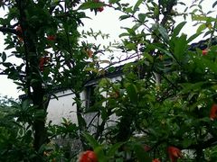 -田园东方蜜桃村的田野营地