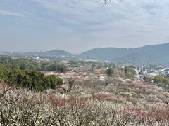 -香雪海