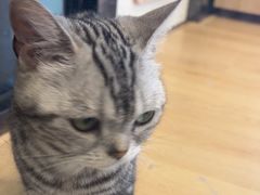-有喵·猫咖·狗咖·30几只猫10只小狗(岗厦店)