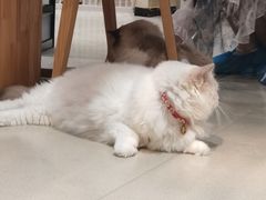 -藏猫猫咖啡主题馆(中央大道店)