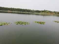 -溱湖国家湿地公园