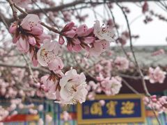 -桃花堤公园