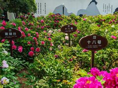 -洛阳市牡丹公园