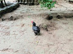 -哈尔滨北方森林动物园