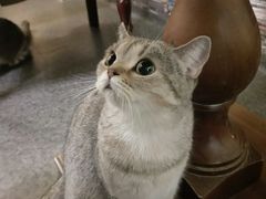 -猫色咖啡·猫咖