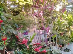 -花鸟鱼虫鲜花绿植市场(玉泉路店)