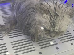 -爱洗澡的猫(天河路店)