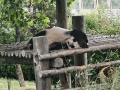 -西霞口神雕山野生动物世界
