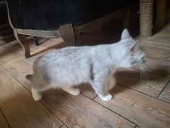 -more than meow吴止猫主题餐厅(承德 中船汇店)