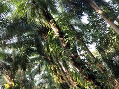 -广东茂名森林公园