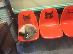 -猫咪博物馆(顶澳仔猫街店)
