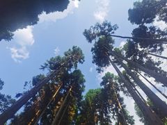 -武陵山森林公园