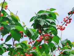 -樱桃山旅游景区