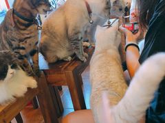 -李小姐の猫咖啡馆(五角场店)