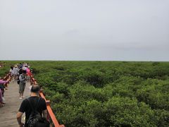 -北海金海湾红树林生态旅游区