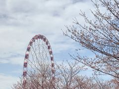 -顾村公园
