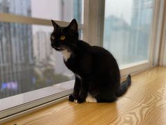 -Heymao猫咖.咖啡厅(东门店)