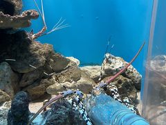 -鹿儿岛水族馆