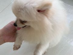 -乐琪宠物医院·犬猫专科·骨外科·急重症
