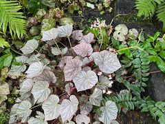 -国家植物园南园