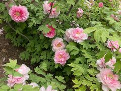 -洛阳市隋唐城遗址植物园