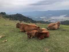 -大姆山草场
