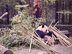 -都江堰中华大熊猫苑