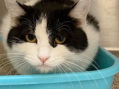 -萌兽医馆·犬猫专科·眼科中心·宠物医院(朝阳门分院)