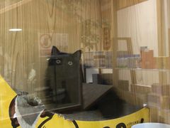 -屋虎猫馆(宝安大仟里店)
