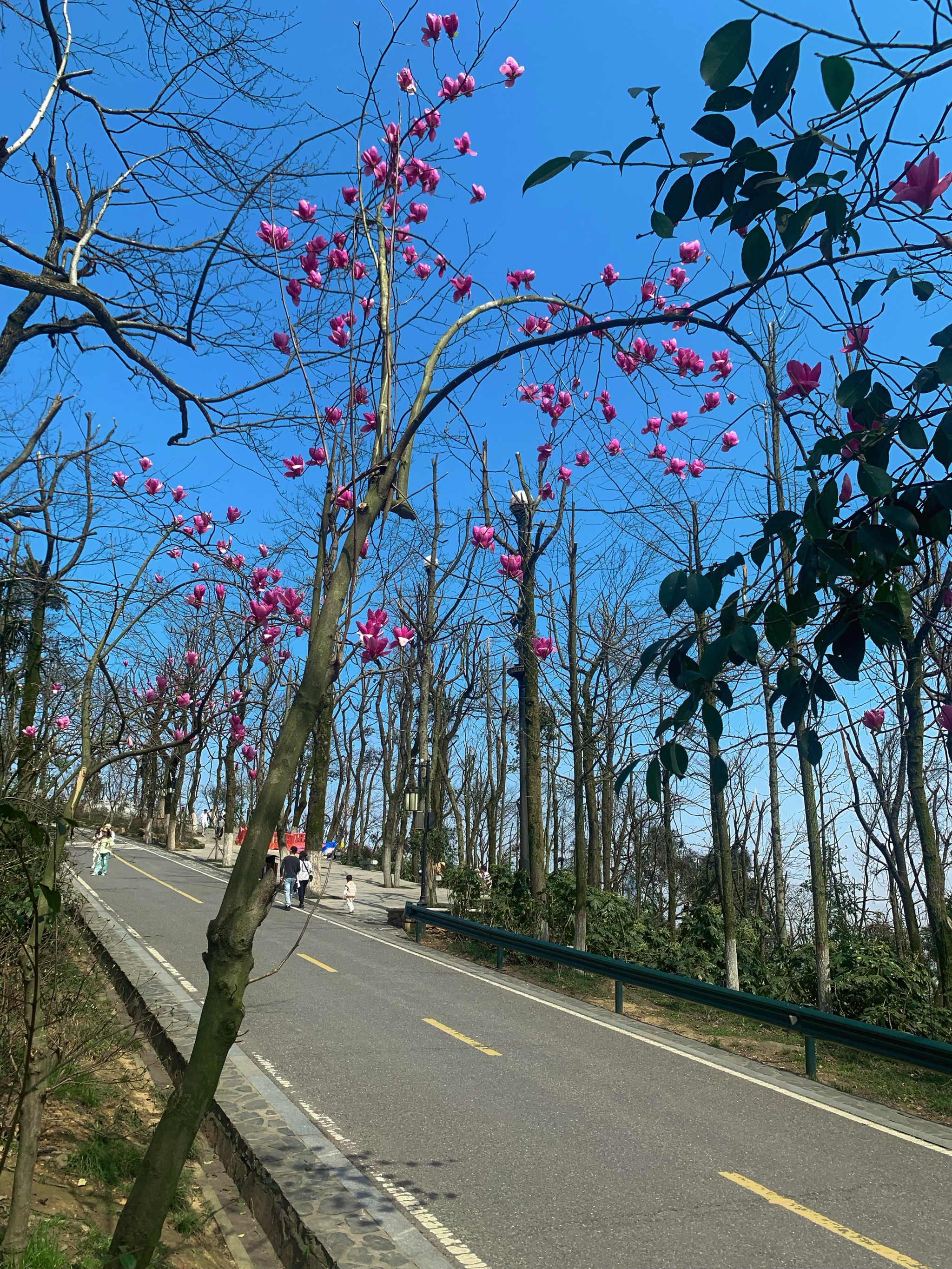 长沙观光长廊图片