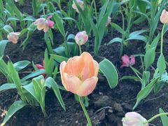 -长春公园(普阳街道)