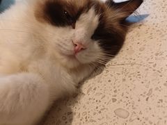 -飞行喵MR PILOT|猫舍·猫咖(静安大融城店)