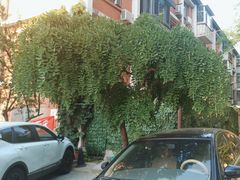 -北京大学燕东园