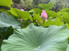 -陈家山荷花公园