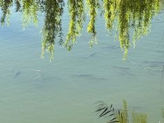 -伊犁河景区