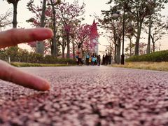 -芒洲湿地公园