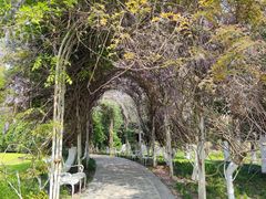 -合肥滨湖国家森林公园