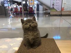 -屋虎猫馆(宝安大仟里店)