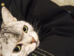 -猫友咖啡店(玉林西路店)