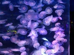 水母-上海海昌海洋公园